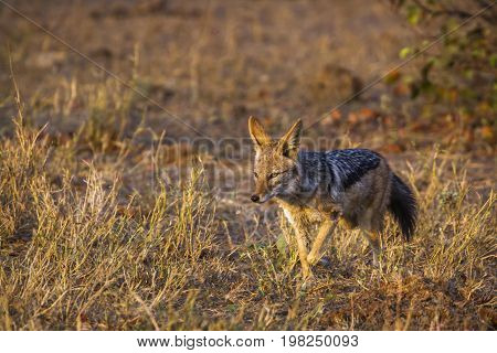 Black-backed jackal in Kruger national park, South Africa ; Specie Canis mesomelas family of Canis mesomelas