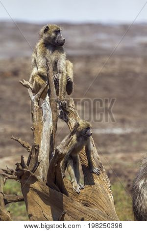 Chacma baboon in Kruger national park, South Africa ; Specie Papio ursinus family of Cercopithecidae