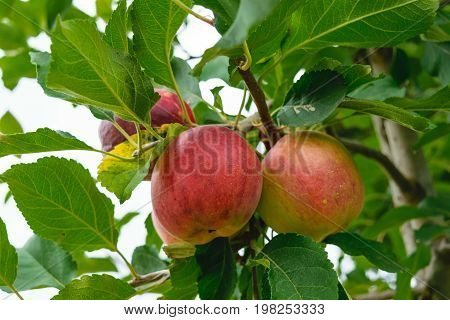 unpicked fresh organic red and green apples with natural leaves background