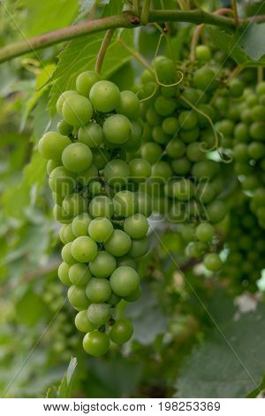 hanging unripe unpicked green grapes - organic agriculture