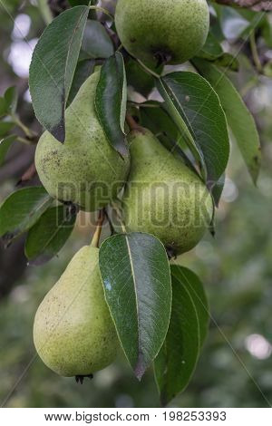 unpicked fresh organic green unripe pears with natural leaves background