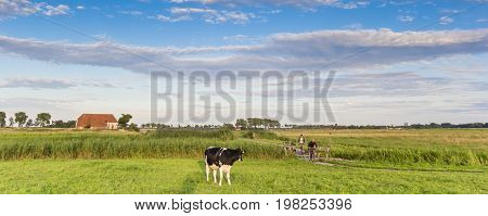 GRONINGEN, NETHERLANDS - AUGUST 01, 2017: Panorama of a cow and people on a bicycle path in Groningen, Holland