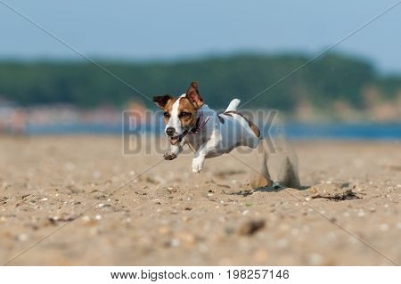 Jack Russell Terrier dog jumping on the sand in summer day