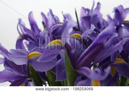 Purple irises on a white background with leaves