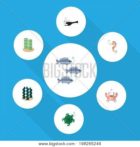 Flat Icon Marine Set Of Alga, Tortoise, Hippocampus And Other Vector Objects