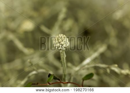 Macro photo of a Calocephalus brownii plant.