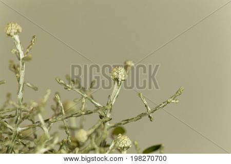 Macro photo of a Calocephalus brownii plant.