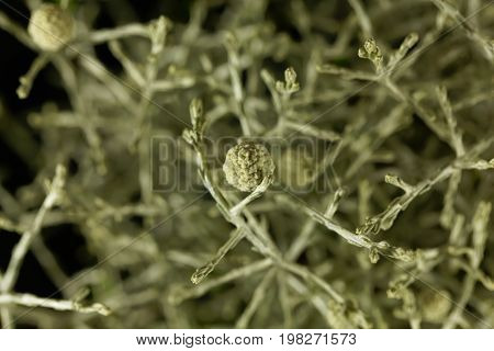 Macro photo of a Calocephalus brownii plant.