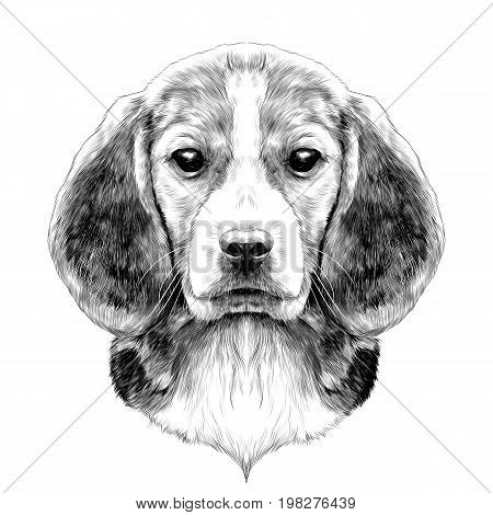 dog head breed Beagle sketch vector graphics black and white drawing