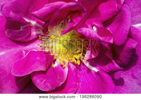 Pink rose Cubana petals soft tones of sweet style.