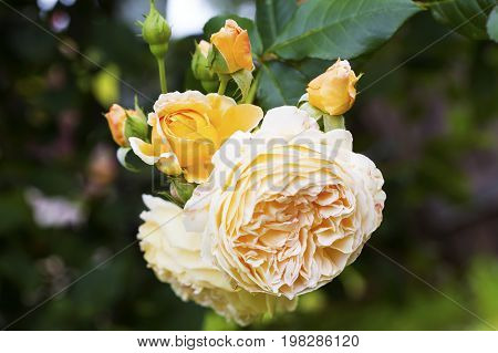 Flower yellow rose Crown Princess Margareth petals soft sweet tones of sweet style.