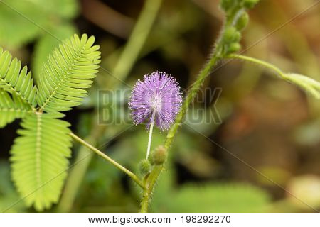 Flower of a sensitive plant (Mimosa pudica)