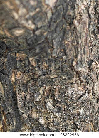 COLOR PHOTO OF CLOSE-UP OF LIVING TREE BARK