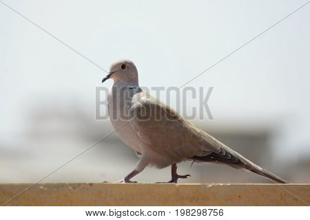 A turtledove walking on the shelf of a terrace