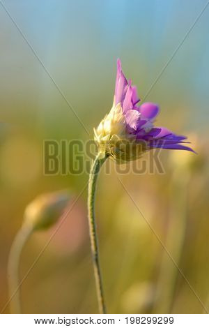 Xeranthemum annuum flower on summer field, close up