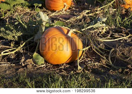 A Pumpkin Patch Field with Various Sized Pumpkins