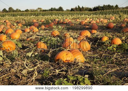 A Pumpkin Patch Field with Various Sized Pumpkins