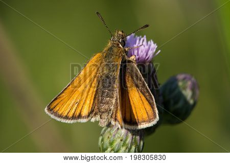 An European Skipper butterfly feeding from a thistle plant.