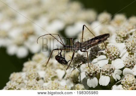 A Four-spurred Assassin Bug preys on a fly on yarrow flowers.