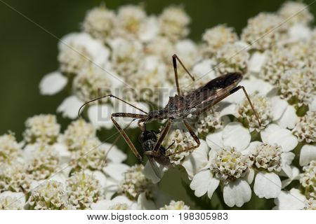 A Four-spurred Assassin Bug preys on a fly on yarrow flowers.