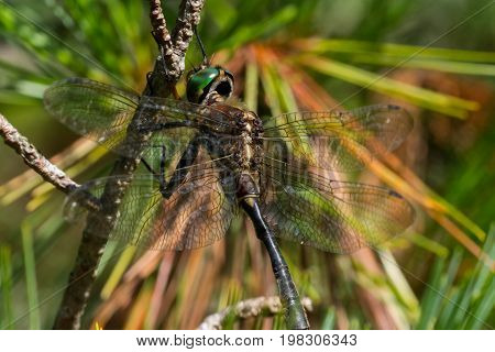 A Hine's Emerald Dragonfly hanging from a branch in Door County Wisconsin.