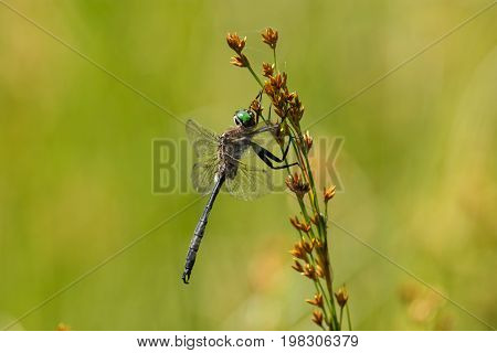 A Hine's Emerald Dragonfly hanging from a branch in Door County Wisconsin.