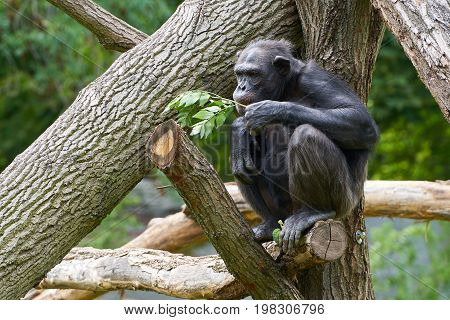 Chimpanzee sitting on a tree trunk and eating
