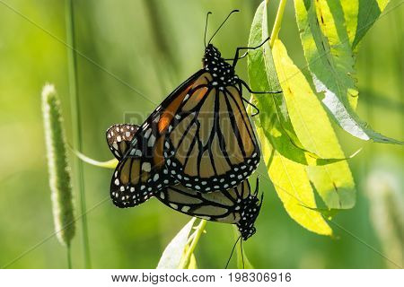 A pair of mating Monarch Butterflies hanging from a leaf.