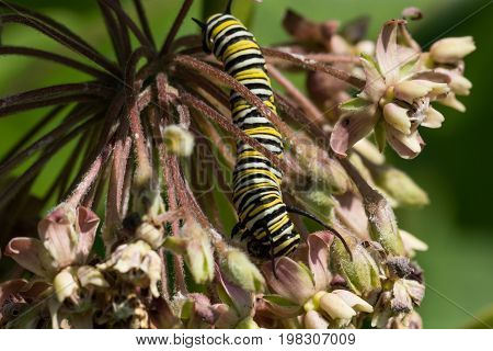 A Monarch Caterpillar instar eating from a milkweed plant.