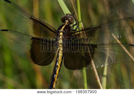A Widow Skimmer dragonfly perched on some grass.