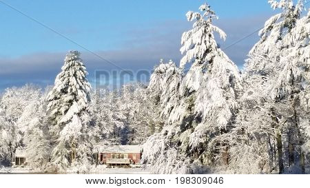 Majestic splendor in the New England Winter