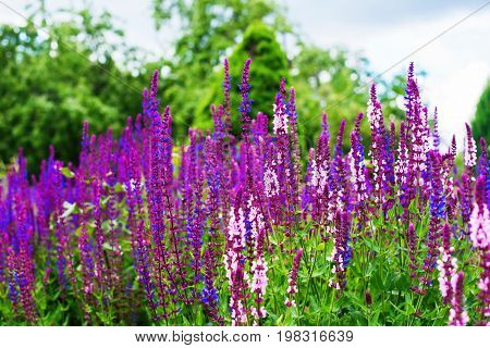 Meadow Sage Flower Salvia Plant Wildflower Selective Focus Summer Garden Background