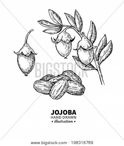 Jojoba vector drawing. Isolated vintage  illustration of nuts, branch and fruit. Organic essential oil engraved style sketch. Beauty and spa, cosmetic ingredient. Great for label, poster, flyer, packaging design.