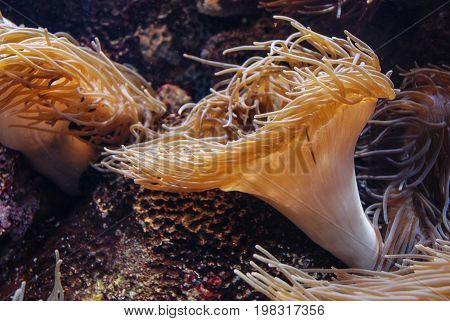 Sea anemones, underwater plant in the aquarium