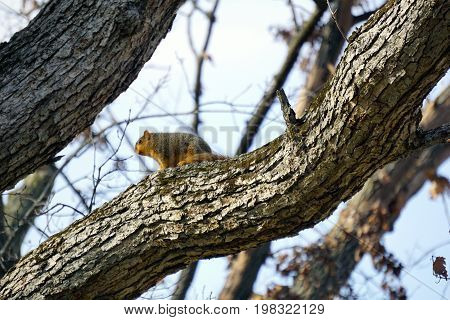 An eastern fox squirrel (Sciurus niger) climbs on a tree limb in the Hammel Woods Forest Preserve in Shorewood, Illinois, during December.