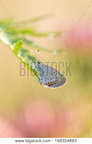 Beautiful nature scene with butterfly. Macro shot of butterfly on the flower. Butterfly in the nature habitat.