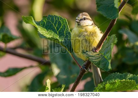 Baby Blue Tit Is Perched On The Branch Of Plum-tree