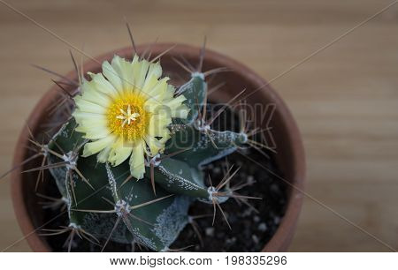 Yellow fresh flower from an astrophytum cactus plant