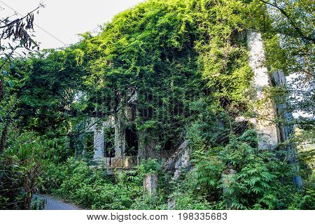 Overgrown ruins of abandoned mansion, Abkhazia. Green post-apocalyptic concept