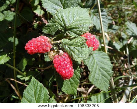 Red berries - tayberry , Red berries on a green background