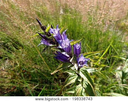blue willow gentian , ( Gentiana asclepiadea )