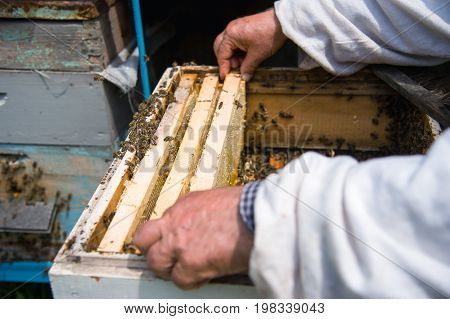 The beekeeper keeps a frame with honey sealed with wax on which bees sit