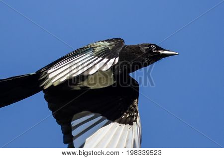 Black-Billed Magpie Flying in a Blue Sky