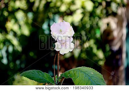 White With Red Houseplant Flowers