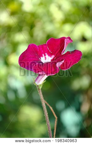Bright Red Houseplant Flowers Blurred