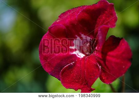 Bright Red Houseplant Flowers Blurred