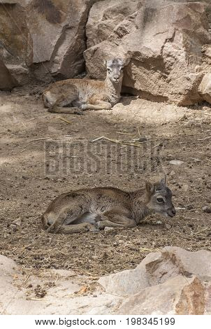 Two baby moufflon resting on ground. Rocky background