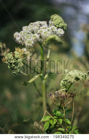 Borshevik Sosnovsky (Lat. Heraclum sosnówskyi) is a large herbaceous plant, a species of the genus Borshevik of the family Umbilical. The plant has the ability to cause severe and long-lasting non-healing burns