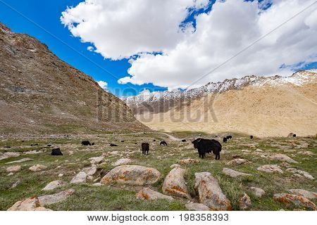Flock of yaks around the valley near Pangong lake in Ladakh, India
 