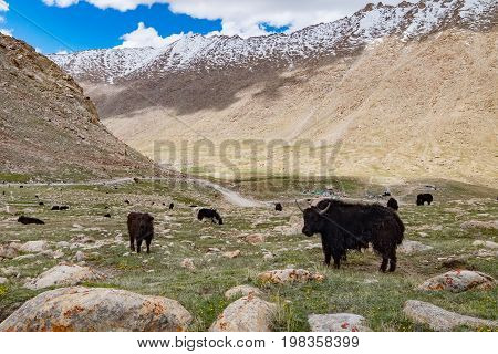 Flock of yaks around the valley near Pangong lake in Ladakh, India
 